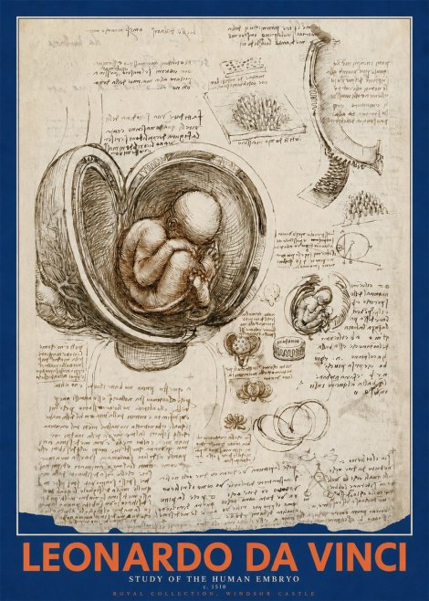 Leonardo da Vinci Studies of the Fetus in the Womb No5 - Poster