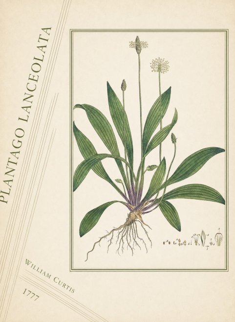 William Curtis Plantago Lanceolata III No4 - Poster