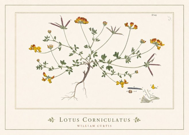 William Curtis Lotus Corniculatus I No5 - Poster
