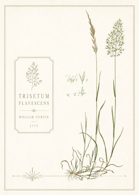 William Curtis Trisetum Flavescens II No6 - Poster