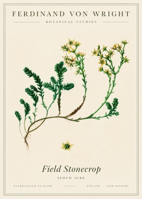 Ferdinand von Wright Botanical Study No3 - Poster