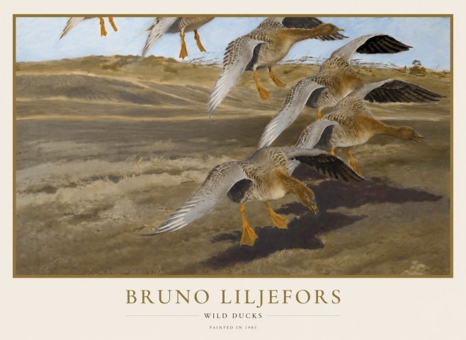 Bruno Liljefors Wild Ducks I No1 - Poster