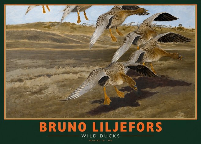 Bruno Liljefors Wild Ducks I No2 - Poster