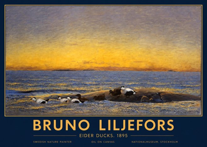 Bruno Liljefors Eider Ducks. 1895 No2 - Poster