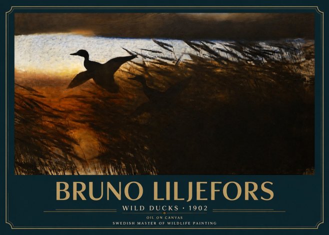 Bruno Liljefors Wild Ducks II No3 - Poster
