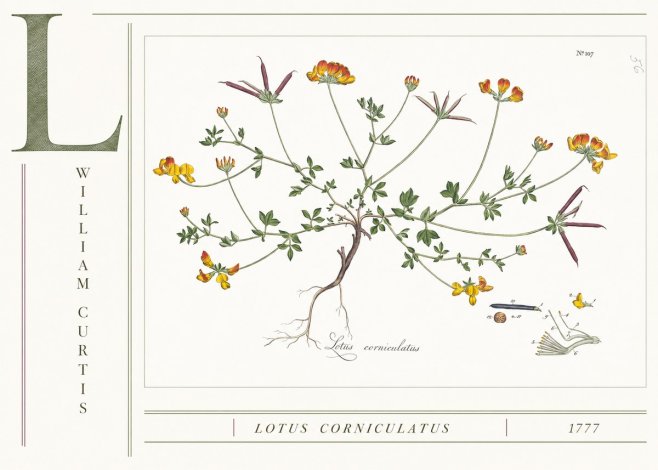 William Curtis Lotus Corniculatus II No4 - Poster