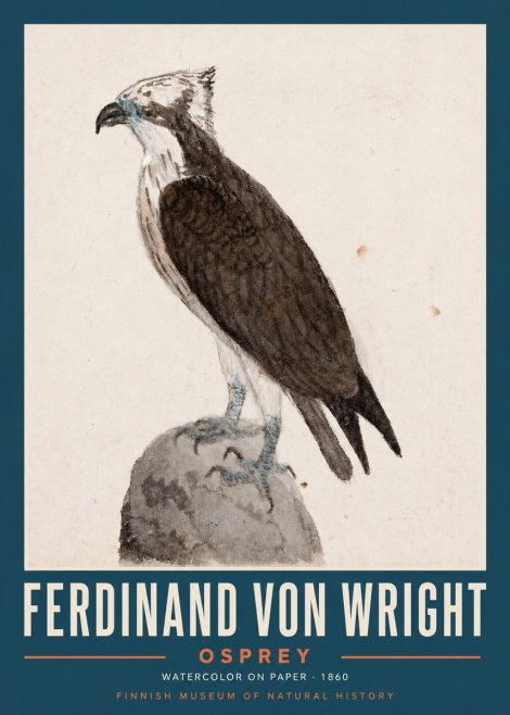 Ferdinand von Wright Osprey No2 - Poster