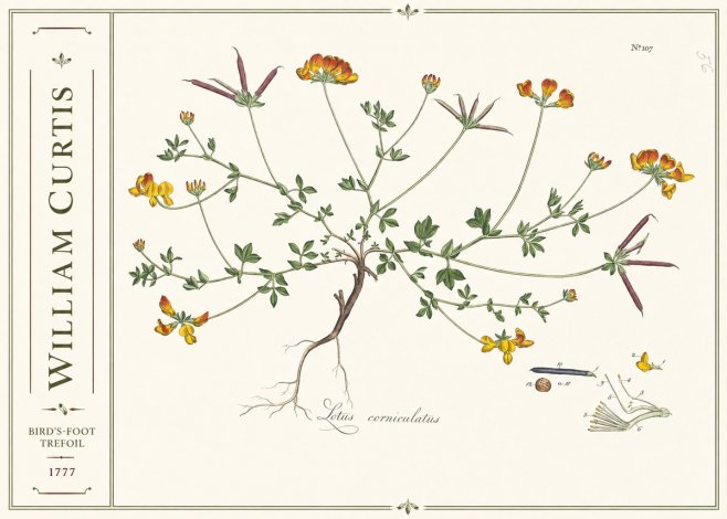 William Curtis Bird's-foot Trefoil No2 - Poster