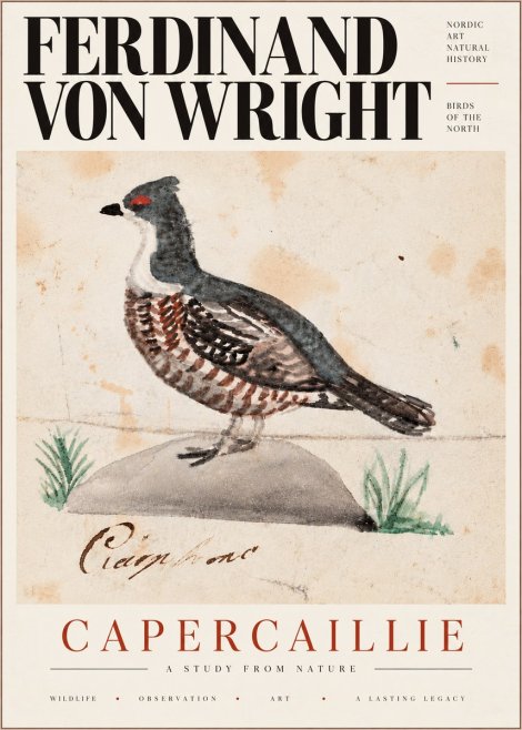 Ferdinand von Wright Grouse No6 - Poster