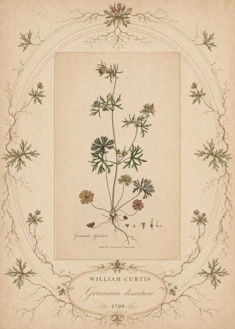 William Curtis Geranium Dissectum II No5 - Poster