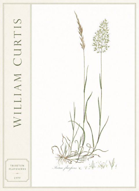 William Curtis Trisetum Flavescens III No2 - Poster