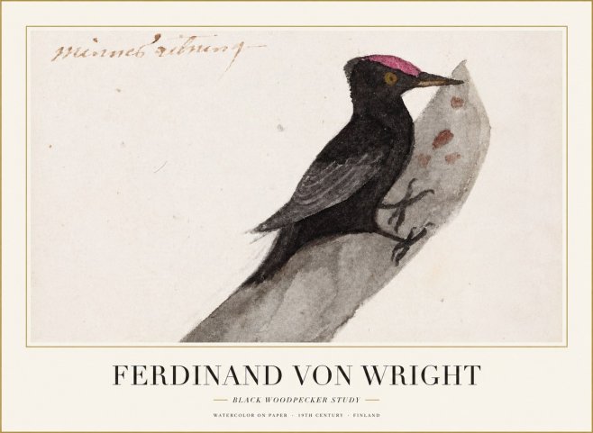 Ferdinand von Wright Black Woodpecker Study No1 - Poster