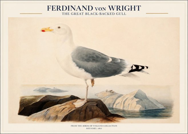 Ferdinand von Wright The Great Black-backed Gull No1 - Poster