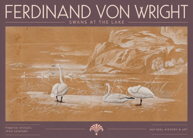 Ferdinand von Wright Swans at the Lake No5 - Poster