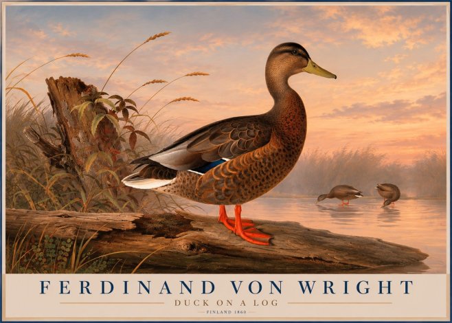 Ferdinand von Wright Wild Duck No6 - Poster
