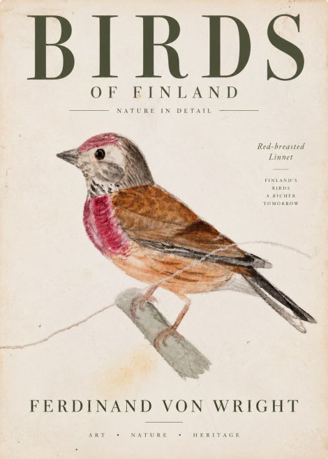 Ferdinand von Wright Bird Study No4 - Poster