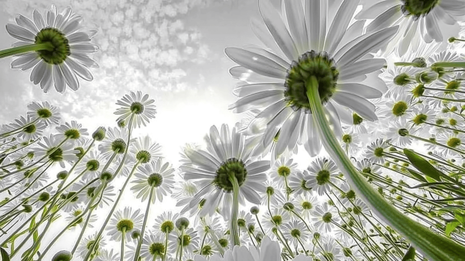 Sunlit Blossom Field