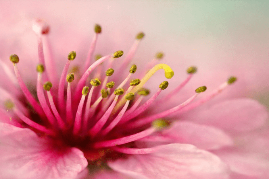 Petal Cascade