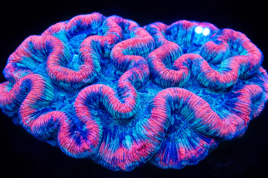 Twilight Coral Texture