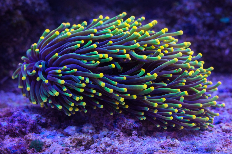 Verdant Anemone Tide