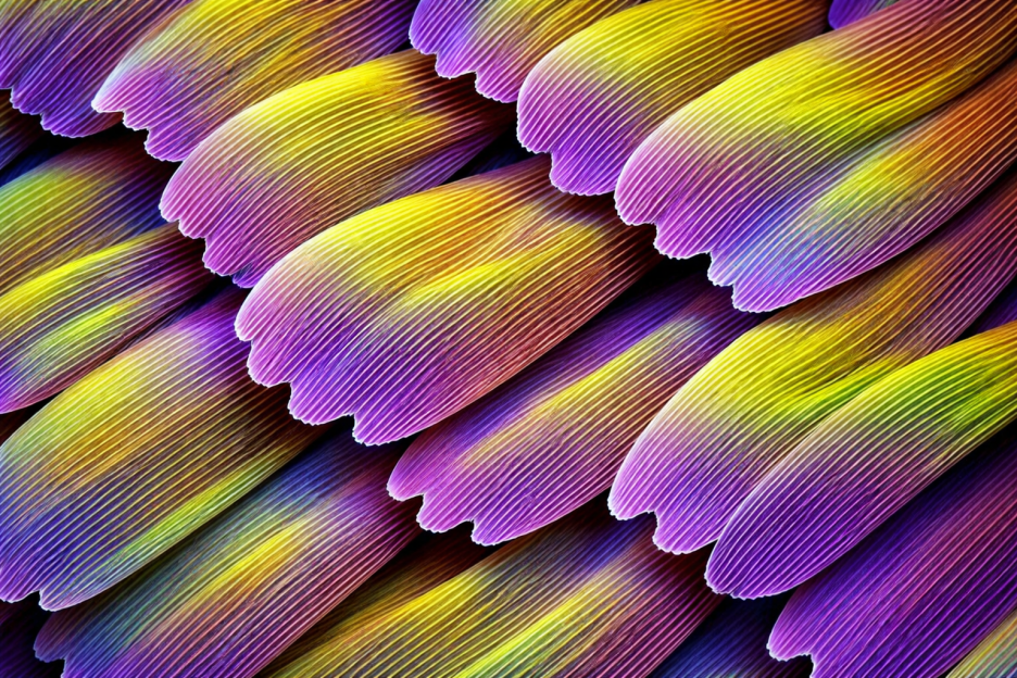 Quartz Feather Mosaic