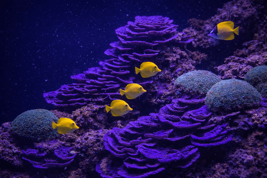 Vivid Reefscape