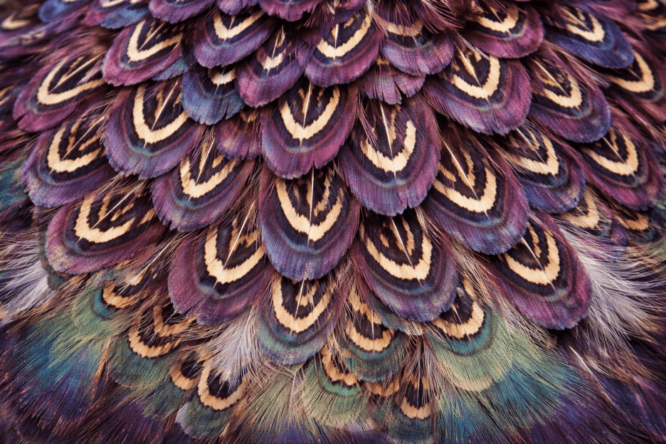 Ornamental Plumage