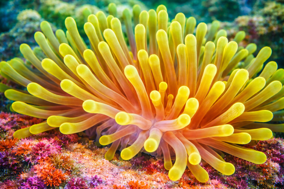 Amber Anemone Garden