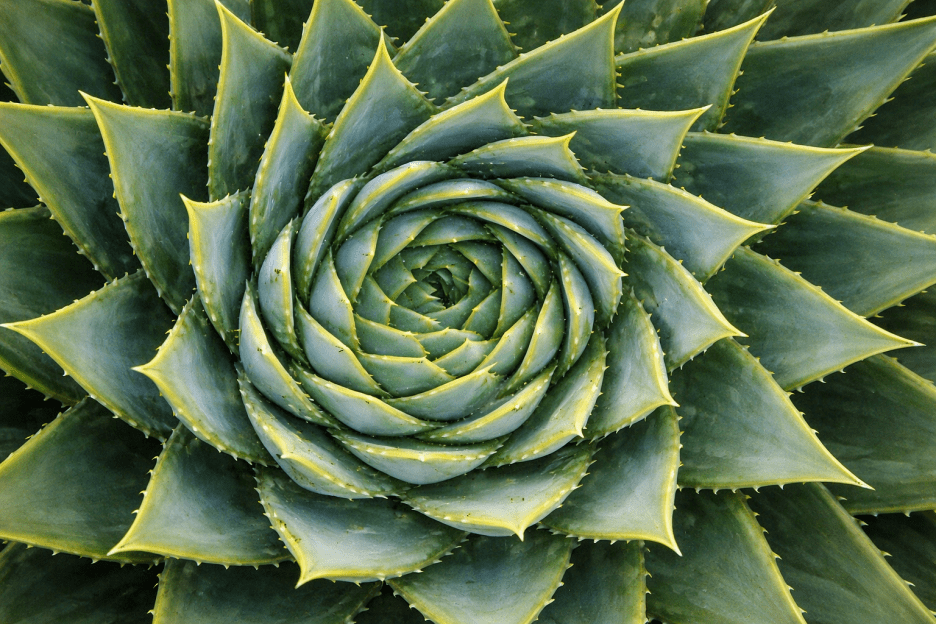 Spiral Cactus Mural