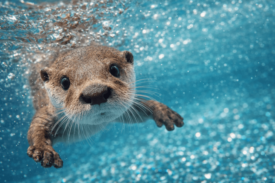 Otter Underwater Gaze
