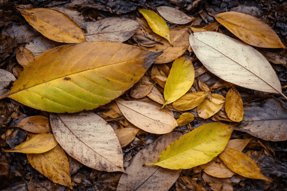 Fallen Leaf Mosaic