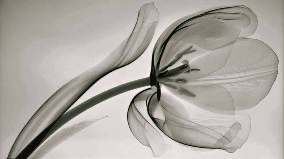 Ethereal Blossom