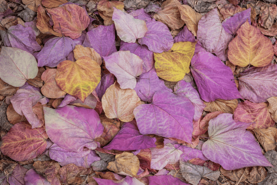 Autumnal Tapestry