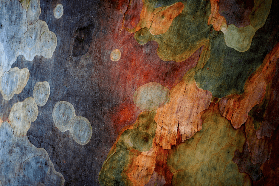 Bark Texture Illumination