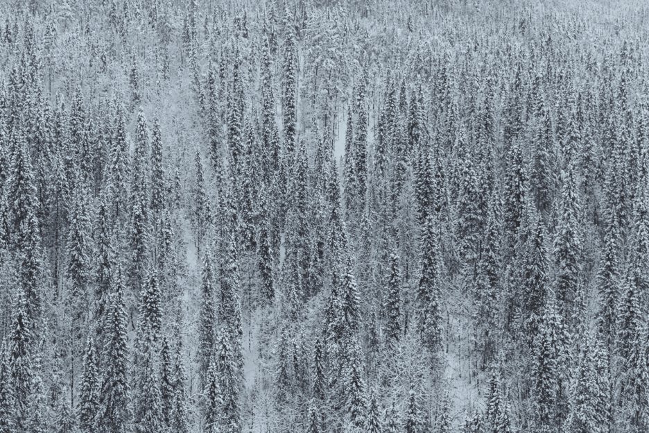 Frosted Pinescape