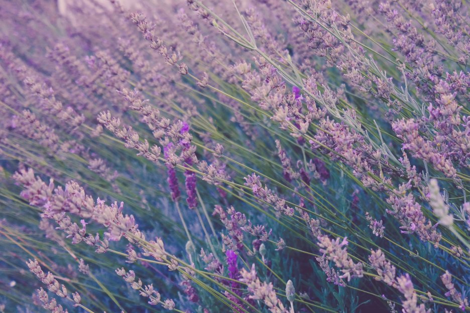 Lavender Fields