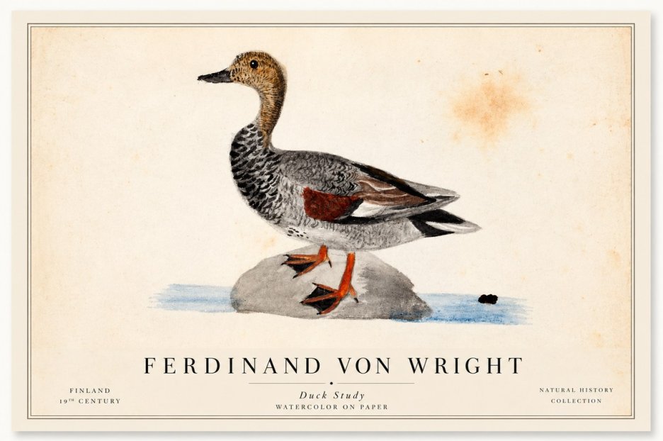 Ferdinand von Wright Duck on a Rock No2 - Poster