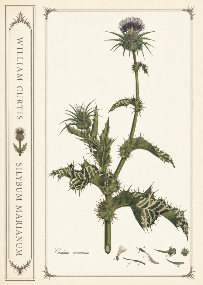 William Curtis Silybum Marianum No2 - Poster