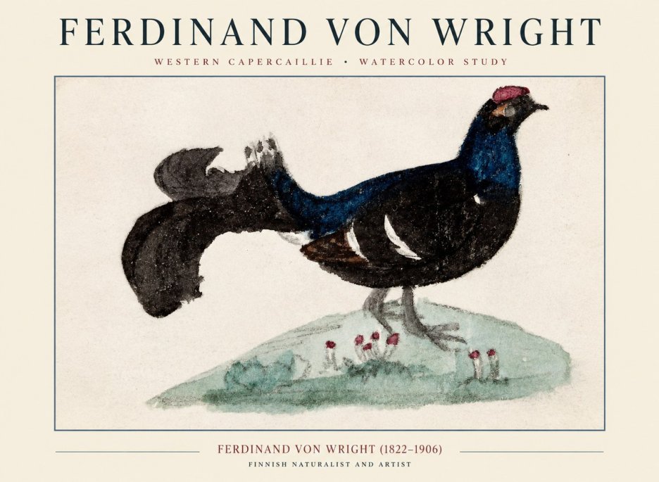 Ferdinand von Wright Western Capercaillie - Watercolor Study No1 - Poster