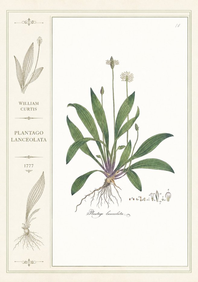 William Curtis Plantago Lanceolata I No2 - Poster