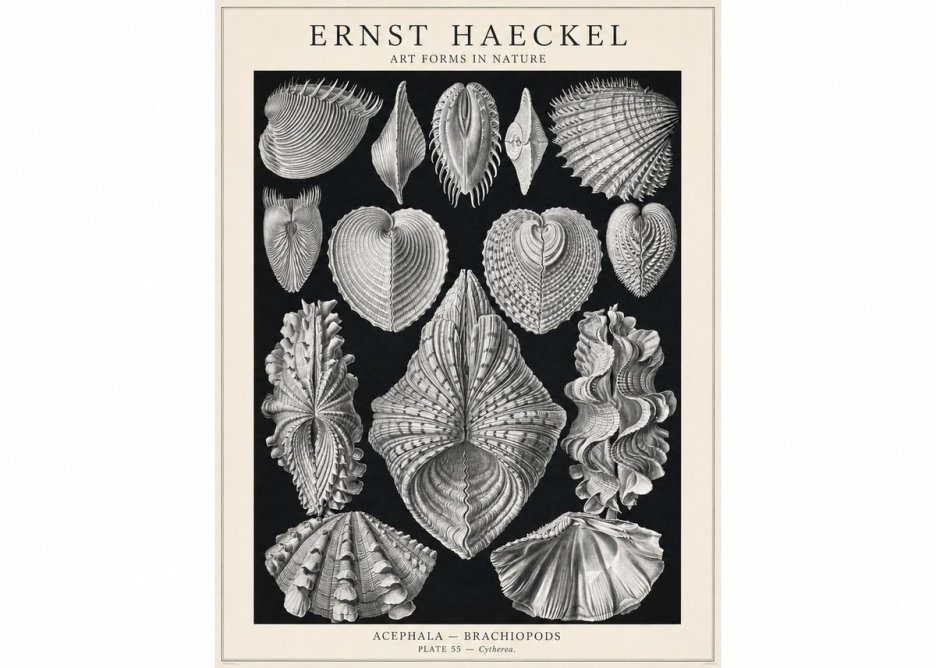 Ernst Haeckel Acephala — Brachiopods Plate 55 — Cytherea. No1 - Poster