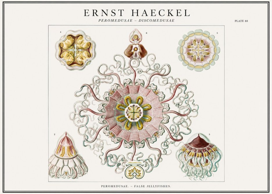Ernst Haeckel Peromedusae – Discomedusae No1 - Poster