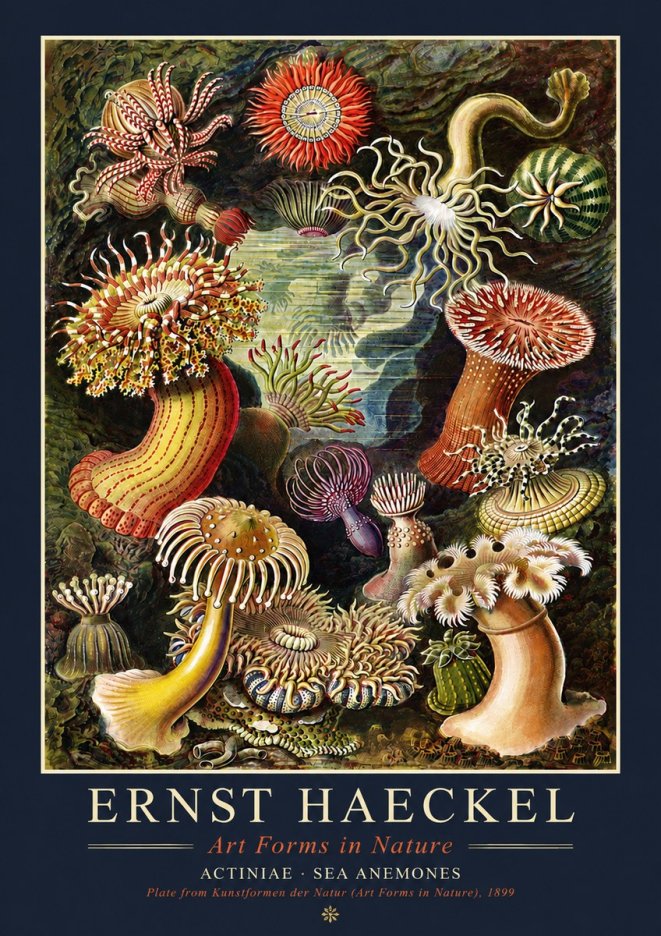 Ernst Haeckel Sea Anemones No4 - Poster