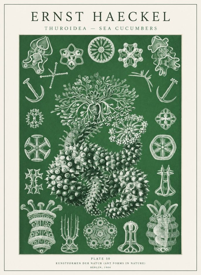 Ernst Haeckel Thuroidea - Sea Organisms No2 - Poster