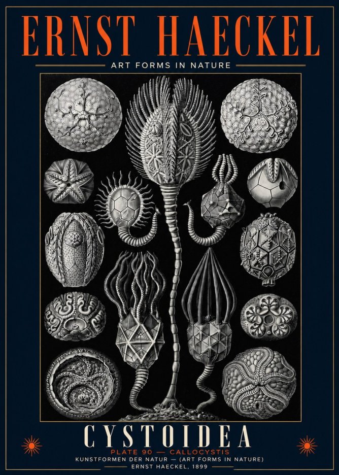 Ernst Haeckel Cystoidea - Callocystis No5 - Poster
