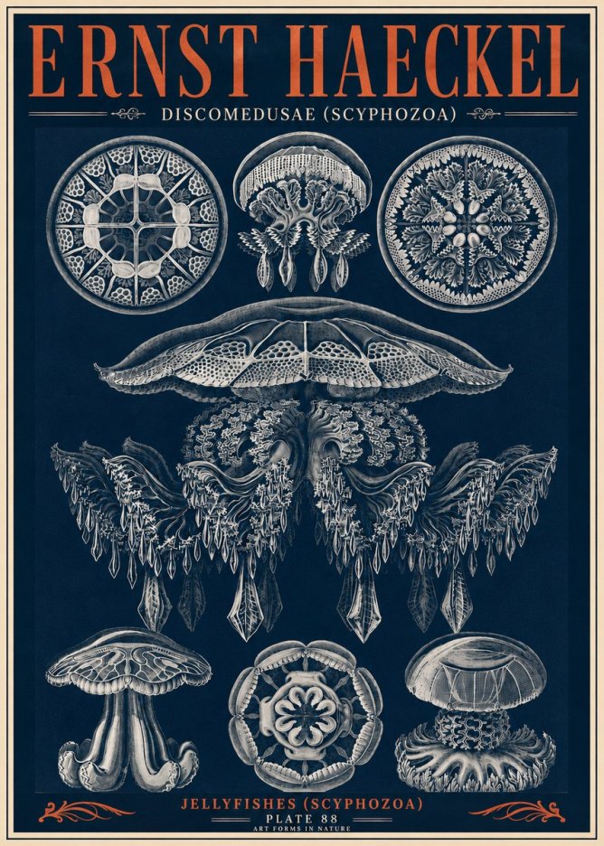 Ernst Haeckel Discomedusae (Scyphozoa) Plate 88 No6 - Poster
