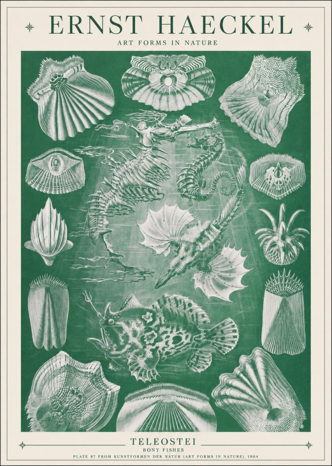 Ernst Haeckel Teleostei - Bony Fishes No1 - Poster