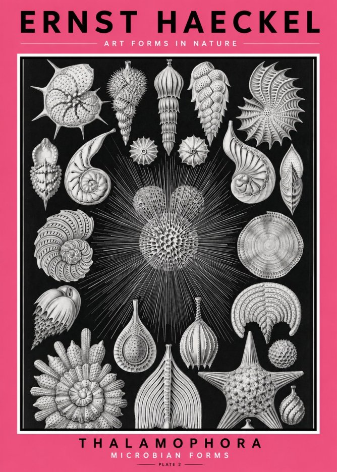 Ernst Haeckel Thalamophora - Microbian Forms - Plate 2 No2 - Poster