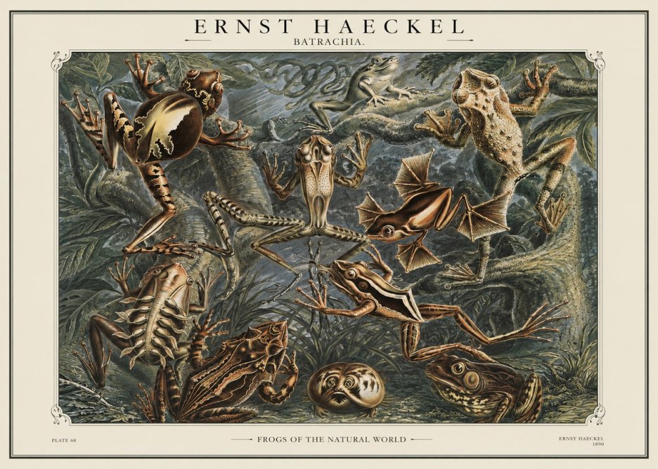 Ernst Haeckel Frogs of the Natural World No1 - Poster