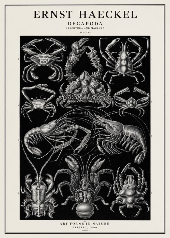 Ernst Haeckel Decapoda Brachyura and Macrura Plate 86 No1 - Poster